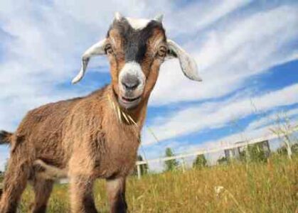 Goats: Eco-friendly Weed Whackers Image